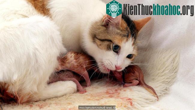 Một con mèo đang ăn nhau thai sau khi sinh.