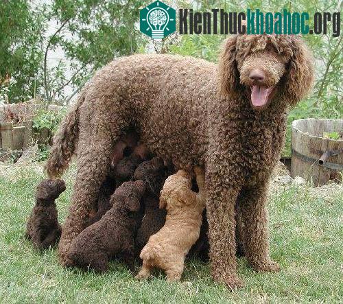 Những giống chó thông minh nhất thế giới