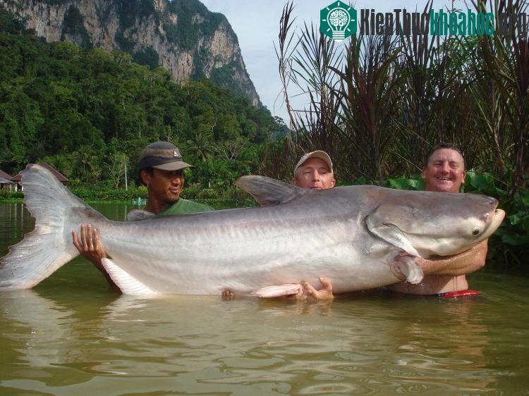 Cá da trơn khổng lồ sông Mê Kông được đưa vào danh sách động vật cực kỳ nguy cấp