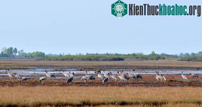 Sinh cảnh không phù hợp ở Việt Nam buộc loài sếu đi tìm nơi dừng chân khác