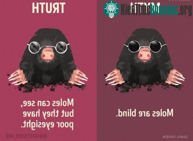Chuột chũi bị mù? Sự thật là chúng có thể nhìn thấy, chỉ là thị lực kém mà thôi.