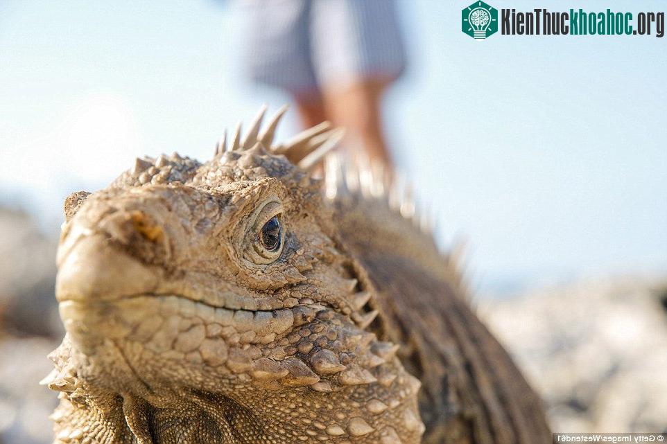 Nhưng ít ai biết rằng ánh mắt trên chính là của mắt của loài cự đà đá Cuba (Cuban rock iguana). Mắt của loài cự đà này có tới 4 loại tế bào hình nón (tế bào cảm thụ màu sắc), do đó chúng có thể cảm...