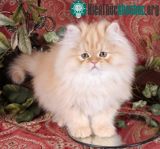 Mèo Ba Tư (Persian)