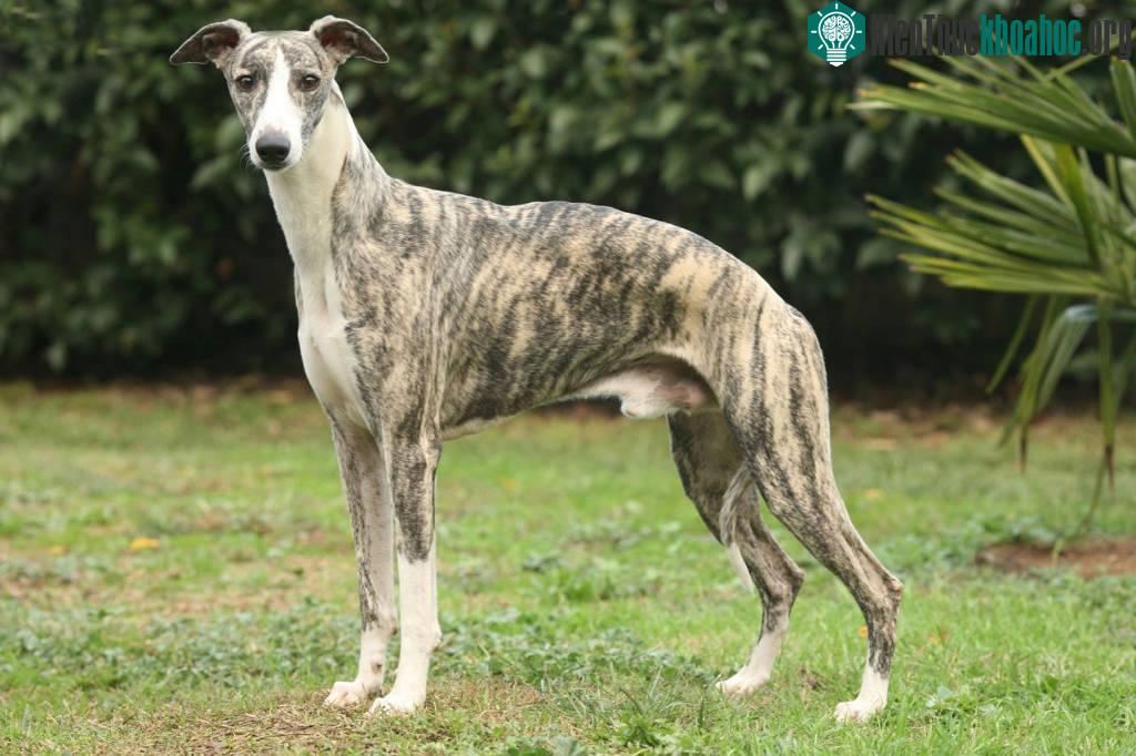 8. Chó Whippet (tốc độ tối đa: 56 km/h).