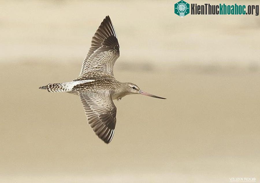 8. Limosa Lapponica (độ cao tối đa: 6.096m).