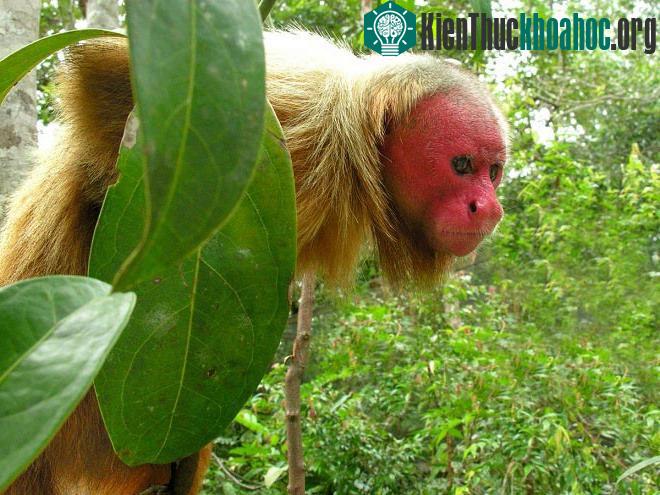 Khỉ uakari mặt đỏ có chiếc đuôi ngắn, mặt đỏ, đầu hói và lông dài. Màu sắc nhợt nhạt trên mặt là dấu hiệu sức khỏe yếu ở loài này, do đó những cá thể có màu mặt đỏ hơn sẽ dễ thu hút sự chú ý của đố...