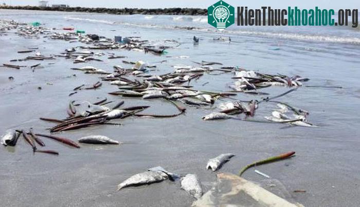 Xác cá chết hàng loạt dọc bờ biển khu vực Martha's Vineyard thuộc bang Massachusetts, Mỹ