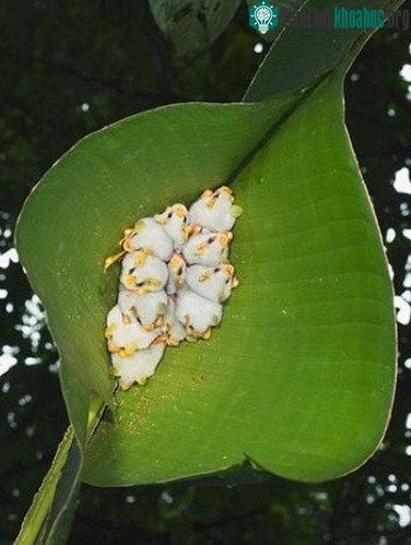 Cận cảnh loài dơi trắng đáng yêu nhìn lạ nhất thế giới ảnh 7