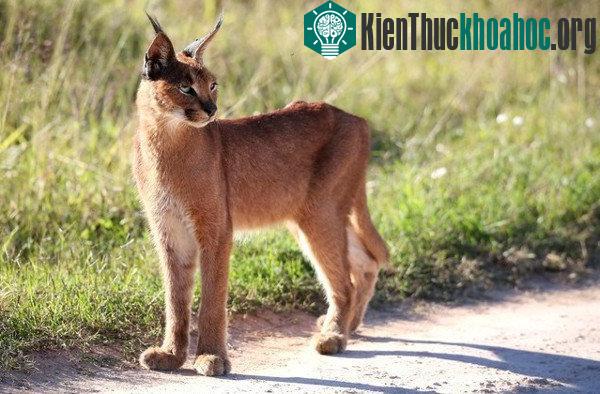 Tìm hiểu về loài mèo hoãng dã Caracal ảnh 7