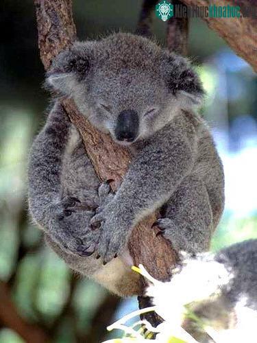 Những sự thật bất ngờ về loài gấu Koala