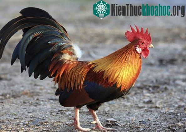 Những sự thật gây choáng về loài gà ít ai nghĩ đến