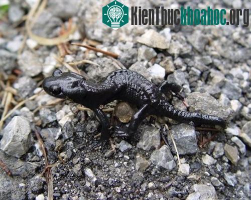Những loài vật phá vỡ mọi kỷ lục- ảnh 8