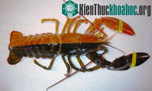 Những con vật lạ thường