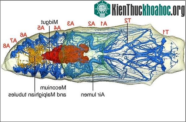 Sâu lột xác thành bướm như thế nào?- ảnh 8