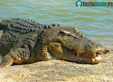 Những đứa con khổng lồ của tự nhiên ảnh 7