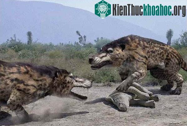Động vật có vú ăn thịt Andrewsarchus.