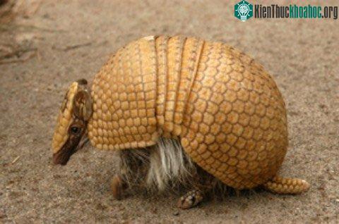 Trông tatu giống như một con vật mặc áo giáp vàng.