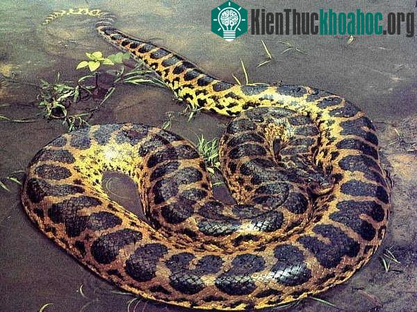 Những loài trăn sinh ra đã được quyết định thành quái vật khổng lồ