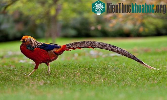 Ảnh: SergeBertasiusPhotography/Shutterstock.