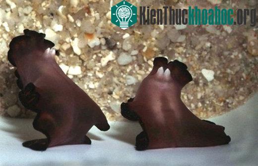 Những điều đáng sợ bạn chưa biết về thế giới tự nhiên