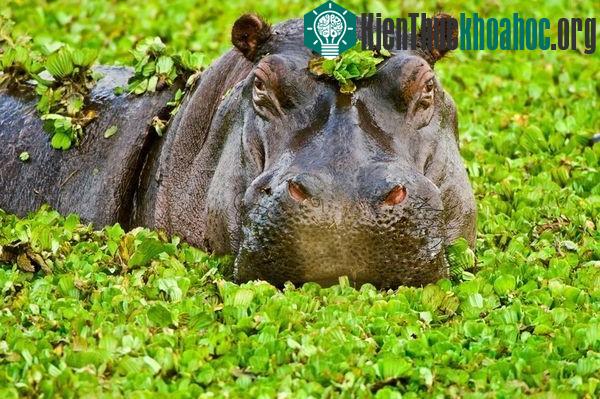 Kinh ngạc trước khả năng siêu anh hùng ở các loài động vật
