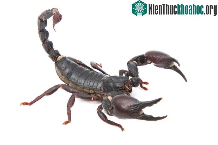 8 loài động vật không ăn mà vẫn sống khỏe