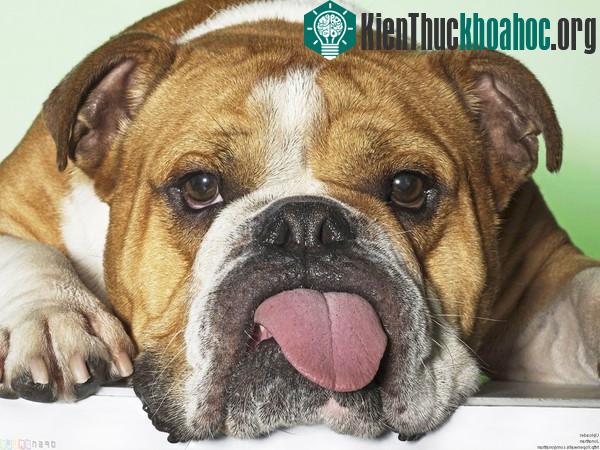 Tuyệt chiêu chống nóng chỉ có ở động vật