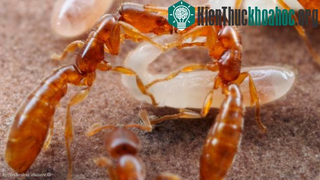 Động vật và những điều phi lý ... có thật
