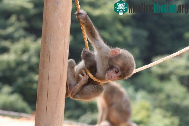 10 điểm loài khỉ giống hệt với con người