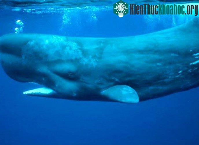 Điểm danh động vật có âm thanh độc nhất vô nhị