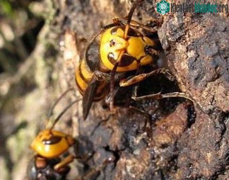 Chân dung ong khổng lồ giết người hàng loạt ở châu Á