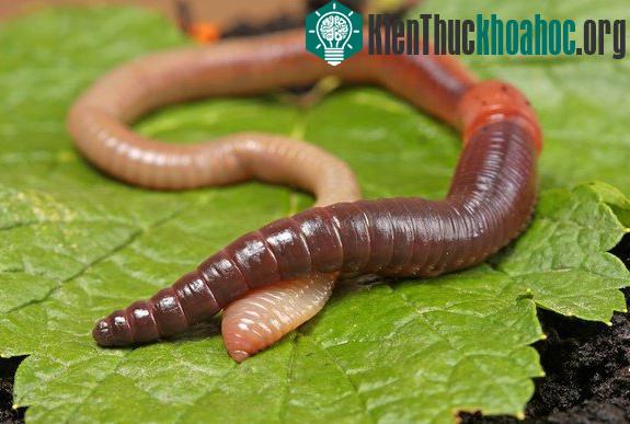 Khám phá gây sốc về trái tim động vật