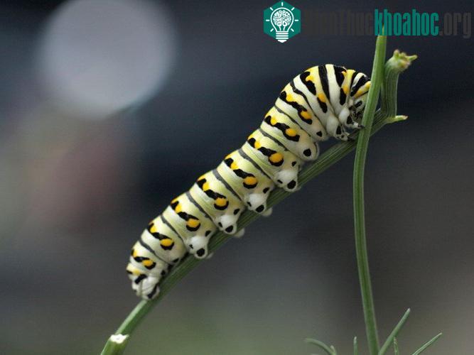 Những sự thực thú vị ít ai biết về loài bướm