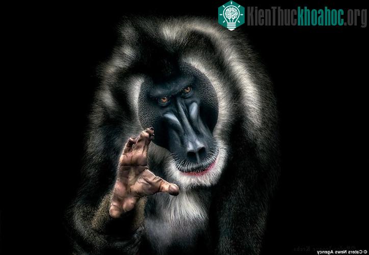 Khỉ đầu chó đưa tay ra như muốn tóm gọn chiếc máy ảnh chụp hình nó.