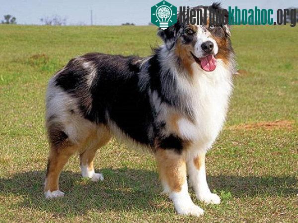 Những giống chó thông minh nhất thế giới