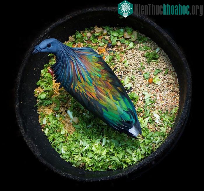 Theo người dân địa phương thì mùa sinh sản của bồ câu Nicobar rơi vào khoảng thời gian xuân hè (tháng 4 - 5)