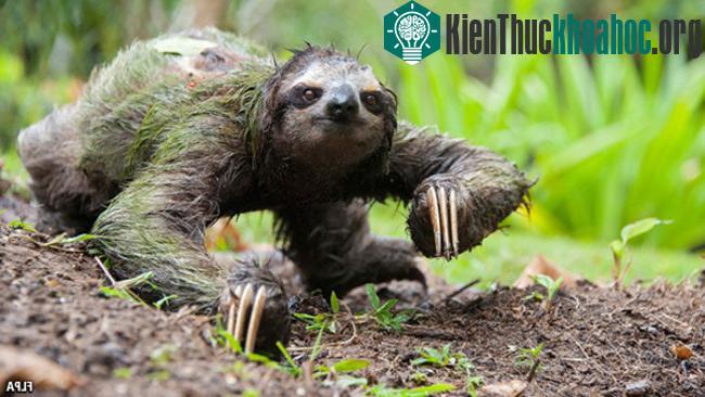 Động vật chậm nhất trên Trái đất