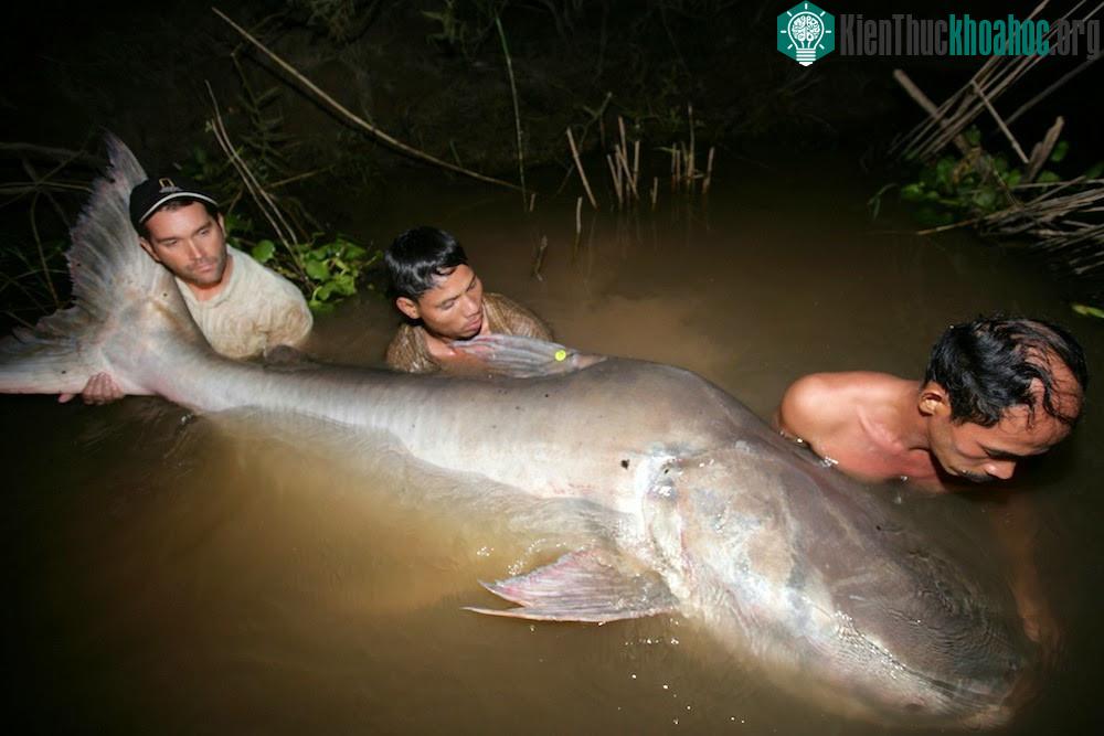 Cá da trơn khổng lồ sông Mê Kông đang đứng trước nguy cơ tuyệt chủng do tình trạng săn bắt quá mức.