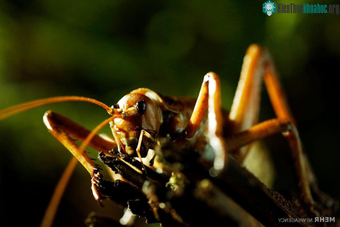 Dế weta.