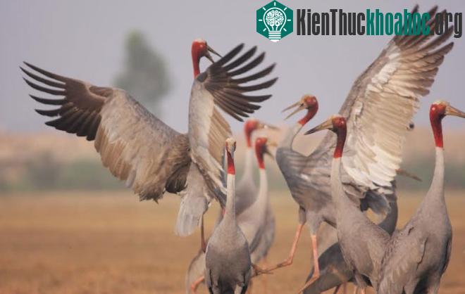 Để giữ chân loài sếu, Việt Nam và các tổ chức đã thực hiện nhiều dự án bảo tồn và phục hồi sinh cảnh đất ngập nước ở Tràm Chim, Làng Sen, Kiên Lương.