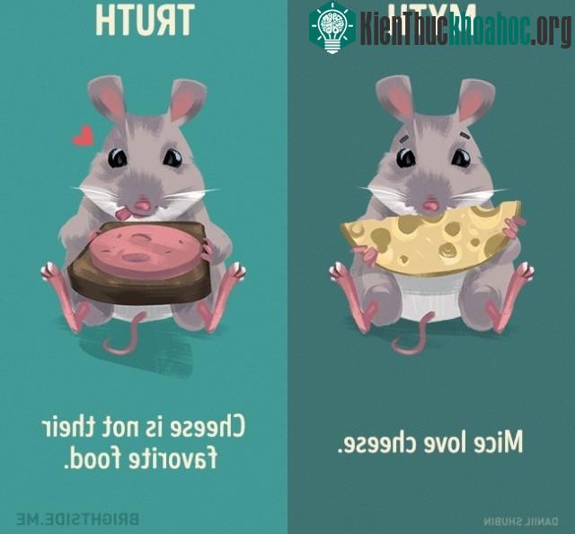 9. Chuột thích pho mát? Sự thật pho mát không phải là thức ăn yêu thích của chúng.