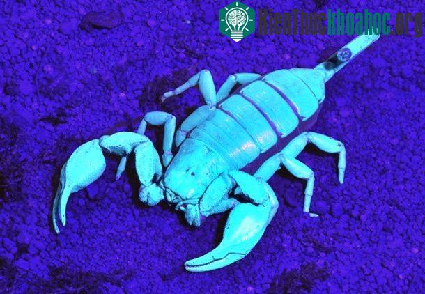 Bọ cạp sẽ phát sáng khi tiếp xúc với bước sóng của tia cực tím