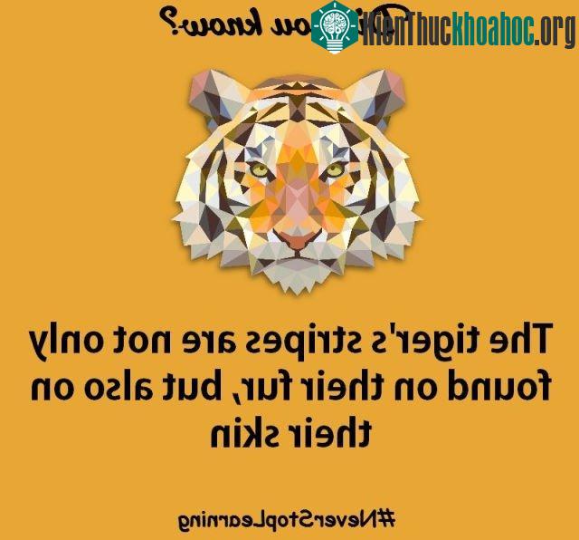 9. Các sọc (vằn) của hổ không chỉ trên lông mà còn trên da của chúng.