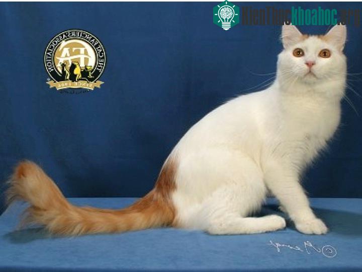 Mèo Turkish Van
