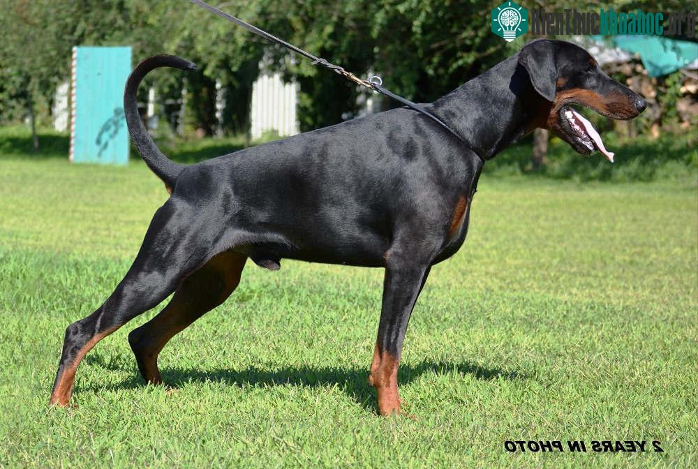 9. Chó Dobermann (tốc độ tối đa: 48 km/h).