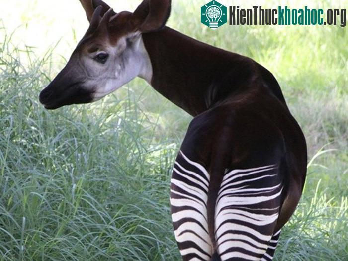 Okapi có kích thước của một con ngựa với cái cổ dài của hươu cao cổ, mỗi đặc tính đều đóng một vai trò khác nhau trong cuộc sống của loài vật này, như khả năng trốn vào tự nhiên để tránh kẻ thù hay...