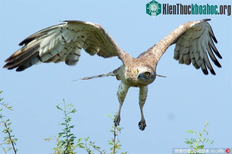 Nhưng cuối cùng đại bàng quyết định bỏ đi thay vì mất thời gian với một "con mồi" khó xơi.