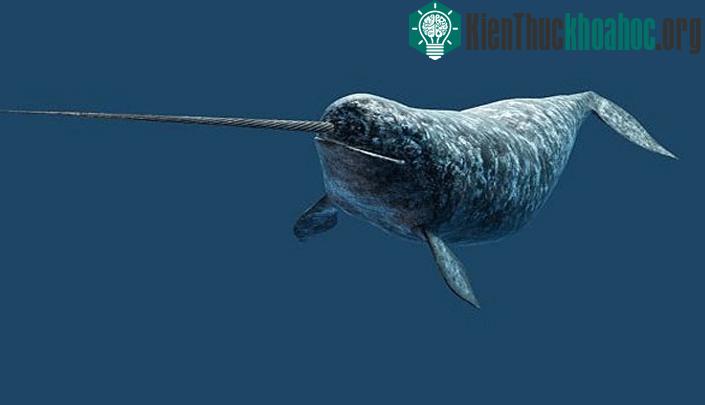 Kỳ lân biển (Narwhal)