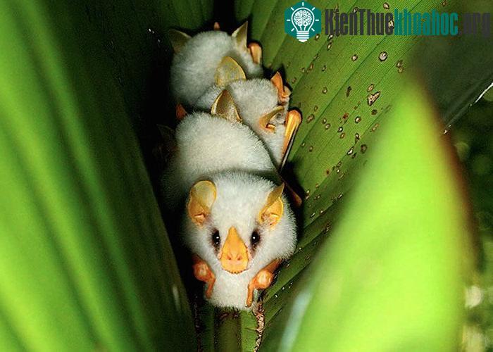 Cận cảnh loài dơi trắng đáng yêu nhìn lạ nhất thế giới ảnh 8