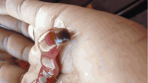 Con giun này là một trong 1.000 loài giun ruy-băng - một nhóm giun sống dưới đáy đại dương. Thứ bạn nhìn thấy là cách chúng bắt mồi: phun ra một chất dịch nhầy tóm chặt lấy con mồi. Trông khá kinh ...
